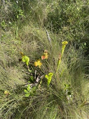 Sarracenia flava
