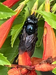 Xylocopa micans
