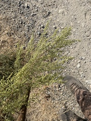 Artemisia campestris