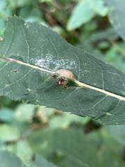 Neolasioptera vernoniae