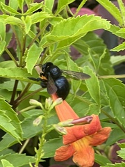 Xylocopa micans