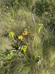 Sarracenia flava
