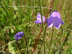 Campanula rotundifolia