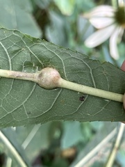 Neolasioptera vernoniae