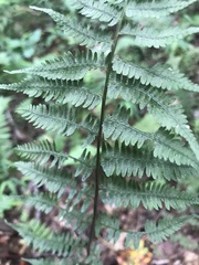 Athyrium asplenioides