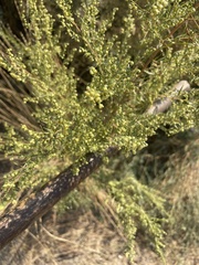 Artemisia campestris