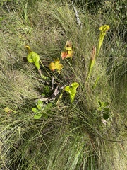 Sarracenia flava