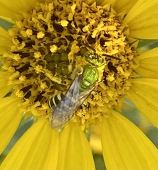 Agapostemon texanus