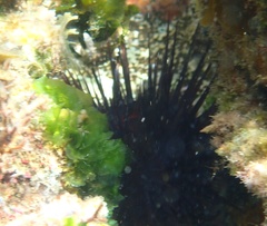 Echinometra lucunter