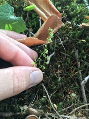 Fallopia