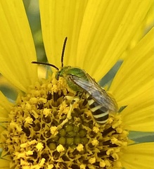 Agapostemon texanus