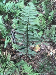 Athyrium asplenioides