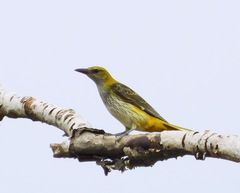Oriolus oriolus