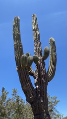 Pachycereus pringlei