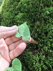 Fallopia