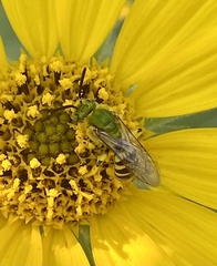 Agapostemon texanus