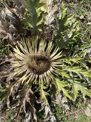Carlina acanthifolia
