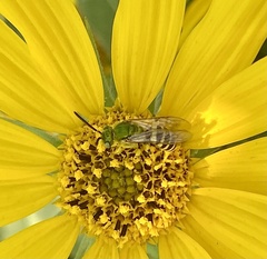Agapostemon texanus