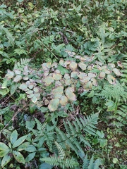 Thalictrum aquilegiifolium