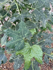 Cnidoscolus aconitifolius