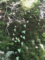 Fallopia
