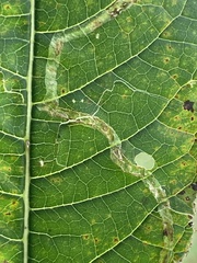 Liriomyza eupatoriella