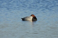 Aythya ferina