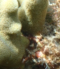 Porites