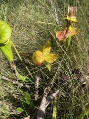 Sarracenia flava