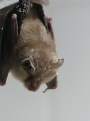 Rhinolophus hipposideros