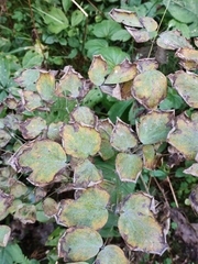 Thalictrum aquilegiifolium