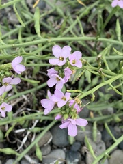 Cakile maritima