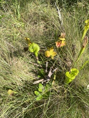 Sarracenia flava