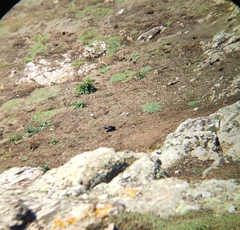 Pyrrhocorax pyrrhocorax