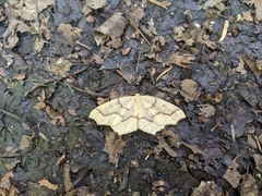 Lambdina fiscellaria