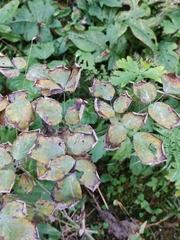 Thalictrum aquilegiifolium