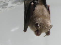 Rhinolophus hipposideros