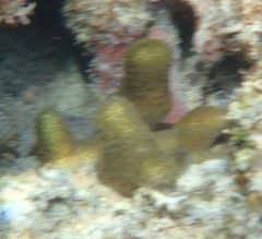 Porites