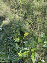 Sarracenia flava