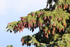 Picea engelmannii