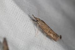 Neodactria luteolellus