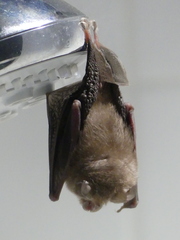 Rhinolophus hipposideros