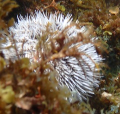 Tripneustes ventricosus