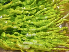 Ulva intestinalis