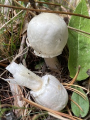 Agaricus sylvicola