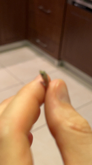 Gekkota
