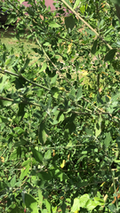 Oenothera curtiflora