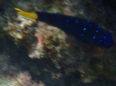 Microspathodon chrysurus