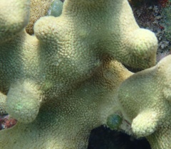 Porites