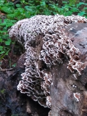 Chondrostereum purpureum